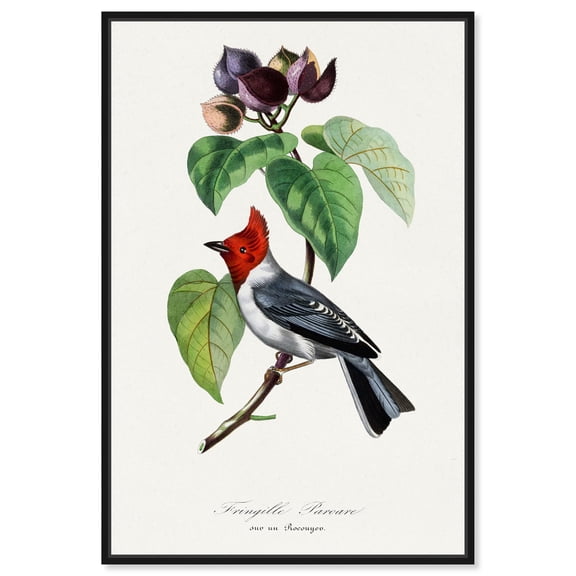Art Remedy Botanical Prints Canvas, 10" x 15", Black Frame, Fringilla 1842 by Gervais