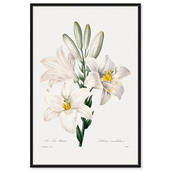 Art Remedy Botanical Prints Canvas, 10" x 15", Black Frame, Madonna Lily from Choix