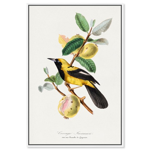 Art Remedy Botanical Prints Canvas, 10" x 15", White Frame, Jacamar bird 1842 by Gervais
