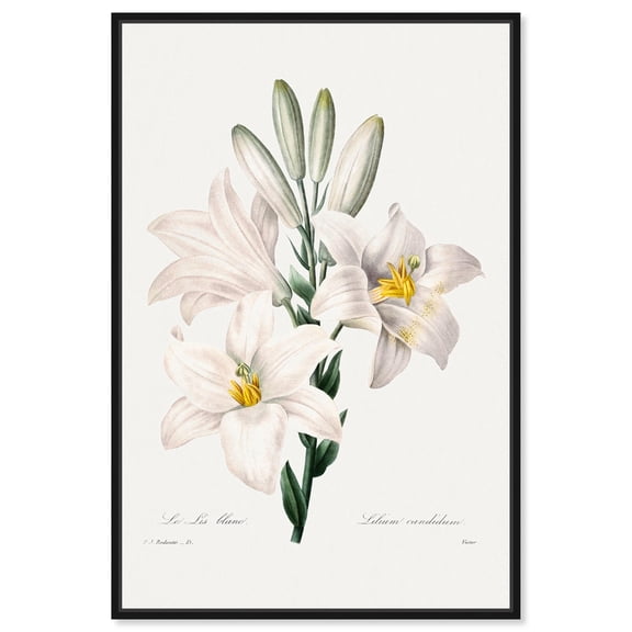 Art Remedy Botanical Prints Canvas, 20" x 30", Black Frame, Madonna Lily from Choix