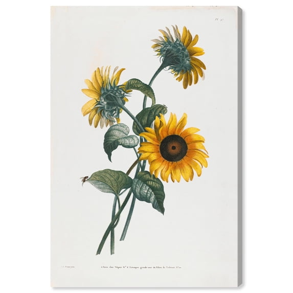 Art Remedy Botanical Prints Canvas, 20" x 30", Gallery Wrapped, Sunflower
