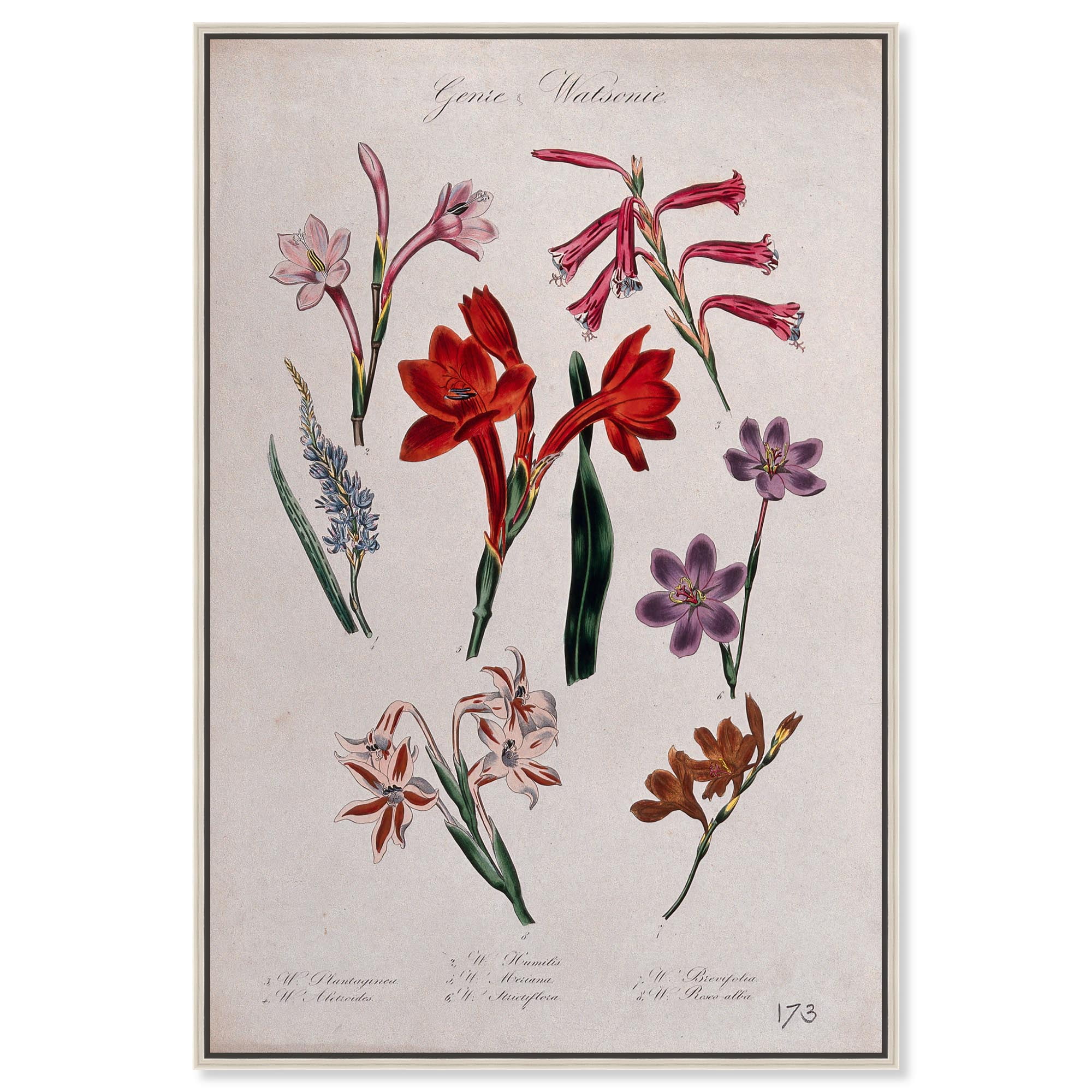seven by seven Botanical print 【公式通販】
