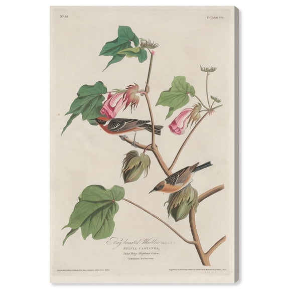 Art Remedy Botanical Prints Canvas, 24" x 36", Gallery Wrapped, Warbler 1829
