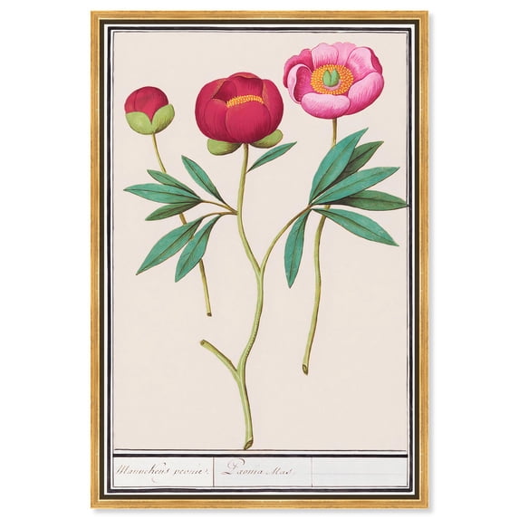 Art Remedy Botanical Prints Canvas, 24" x 36", Gold Frame, Anemone (1596-1610) by Anselmus