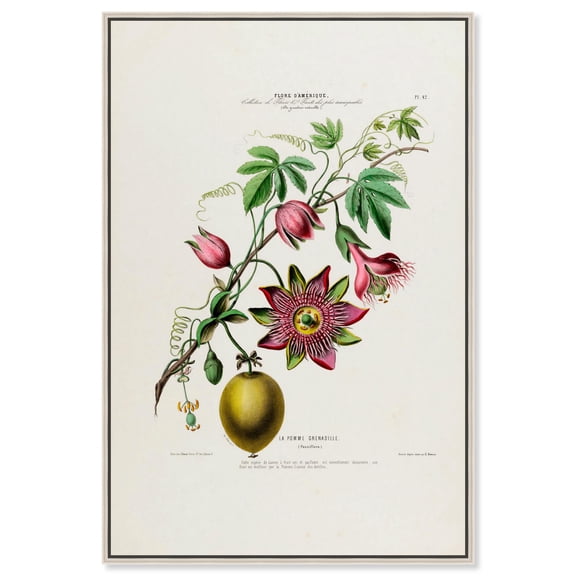 Art Remedy Botanical Prints Canvas, 24" x 36", Silver Frame, Sweet Calabash