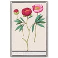 thumbnail image 1 of Art Remedy Botanical Prints Canvas, 30" x 45", Silver Frame, Anemone (1596-1610) by Anselmus, 1 of 7