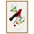 thumbnail image 1 of Art Remedy Botanical Prints Canvas, 36" x 54", Gold Frame, Ramphocelus Bird 1842, 1 of 7