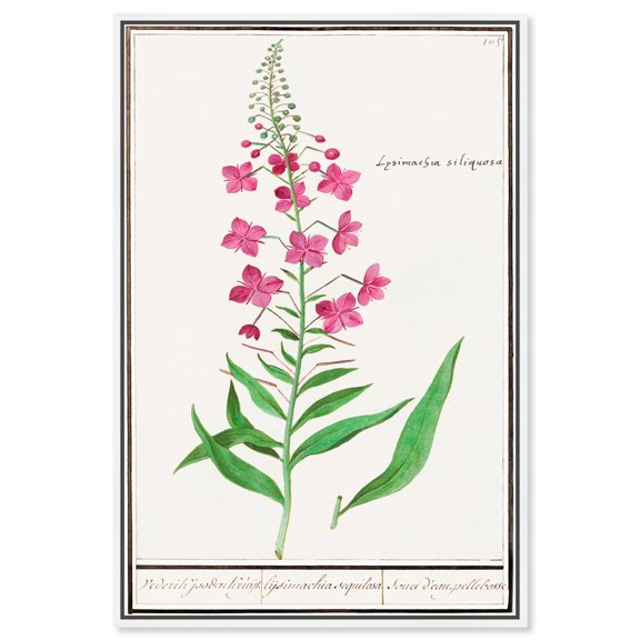 Art Remedy Botanical Prints Canvas, 36" x 54", White Frame, Willow-herb 1596