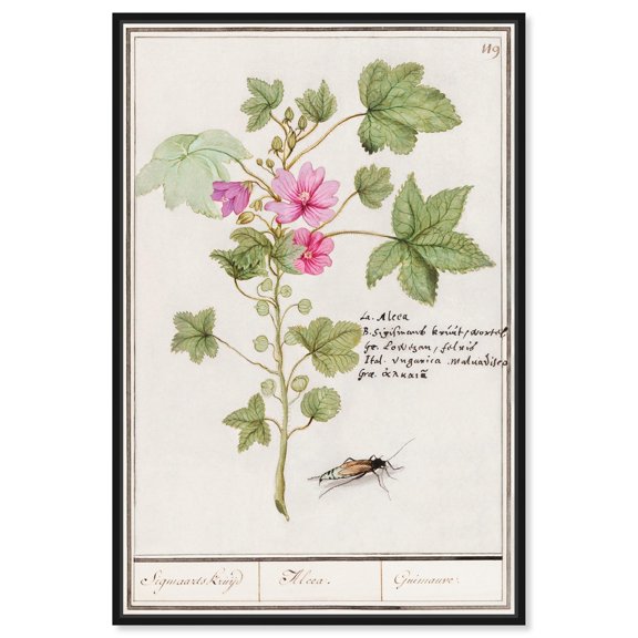 Art Remedy Vintage Posters Canvas, 36" x 54", Black Frame, Malva sylvestris 1610
