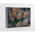 thumbnail image 1 of Art Wolfe Extraordinary Earth, 1 of 1