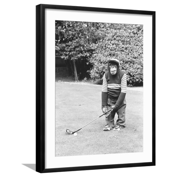 Art.com A Chimpanzee playing a round of golf Photographic Print by Staff, Black Frame Wall Art, 23" x 29"