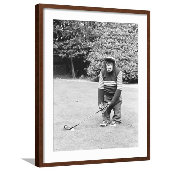 Art.com A Chimpanzee playing a round of golf Photographic Print by Staff, Brown Frame Wall Art, 23" x 29"
