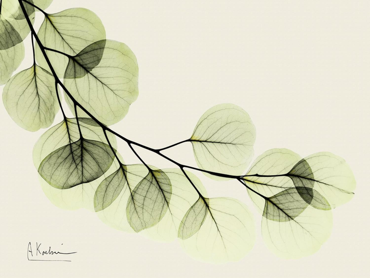 Albert Koetsier Green Eucalyptus Canvas Art Print, 16" x 12"