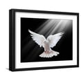 thumbnail image 1 of Art.com A Free Flying White Dove Isolated On A Black Background Art Print by Irochka, Black Frame Wall Art, 21" x 17", 1 of 5