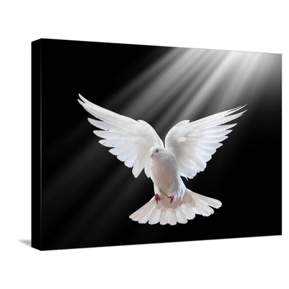 Art.com A Free Flying White Dove Isolated On A Black Background Stretched Canvas Print Wall Art by Irochka, 24" x 18"