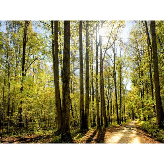 Art.com A Fresh New Morning Art Print by Danny Head, 16" x 12"