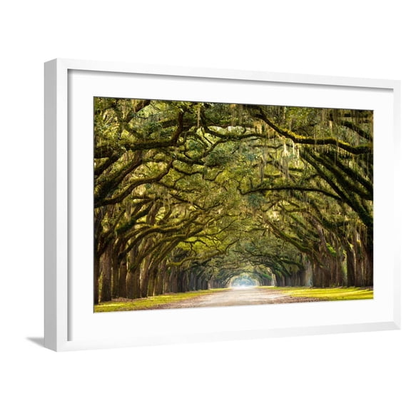 Art.com A Stunning, Long Path Lined with Ancient Live Oak Trees Draped in Spanish Moss in the Warm, Late Af Photographic Print by Serge Skiba, White Frame Wall Art, 29" x 21"