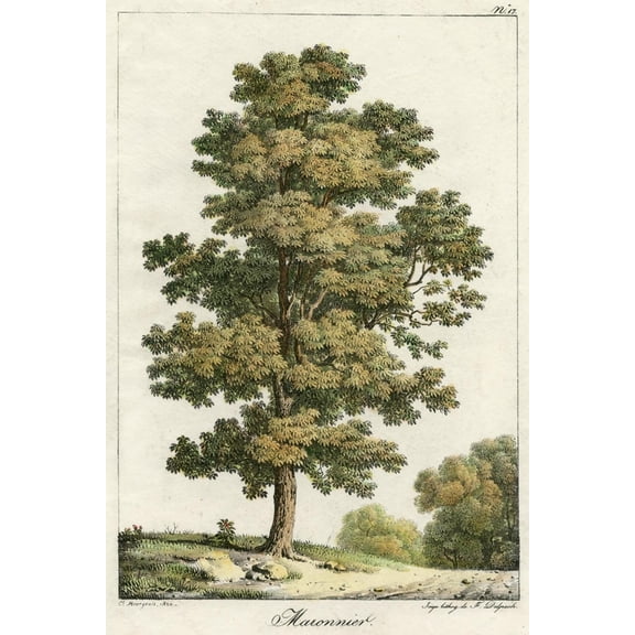 Art.com A Sweet Chestnut Tree Art Print, 24" x 36"