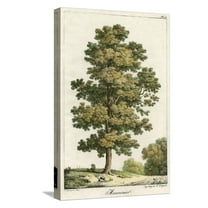 Art.com A Sweet Chestnut Tree Stretched Canvas Print Wall Art, 12" x 18"