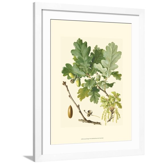 Art.com Acorns & Foliage II Art Print, White Frame Wall Art, 32" x 40"