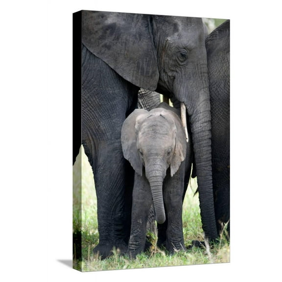 Art.com African Elephant (Loxodonta Africana) with its Calf in a Forest, Tarangire National Park, Tanzania Stretched Canvas Print Wall Art, 12" x 18"