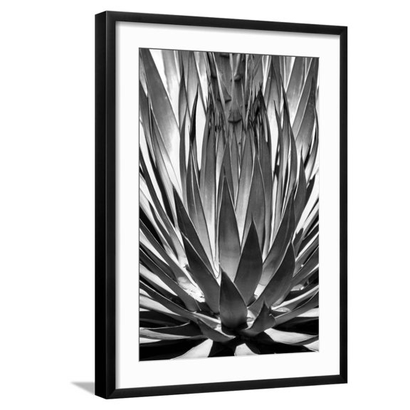 Art.com Agave Finale BW Art Print by Douglas Taylor, Black Frame Wall Art, 21" x 29"