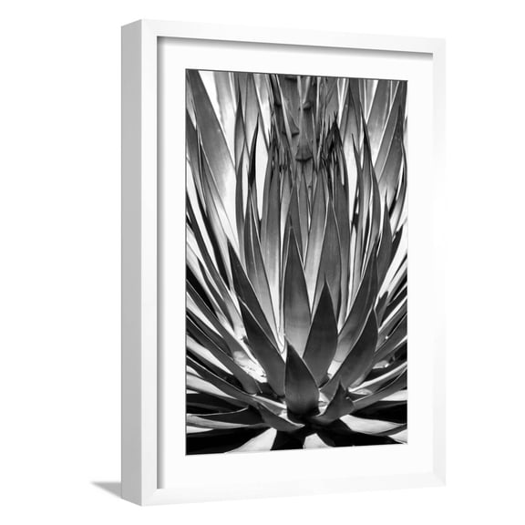 Art.com Agave Finale BW Art Print by Douglas Taylor, White Frame Wall Art, 17" x 23"