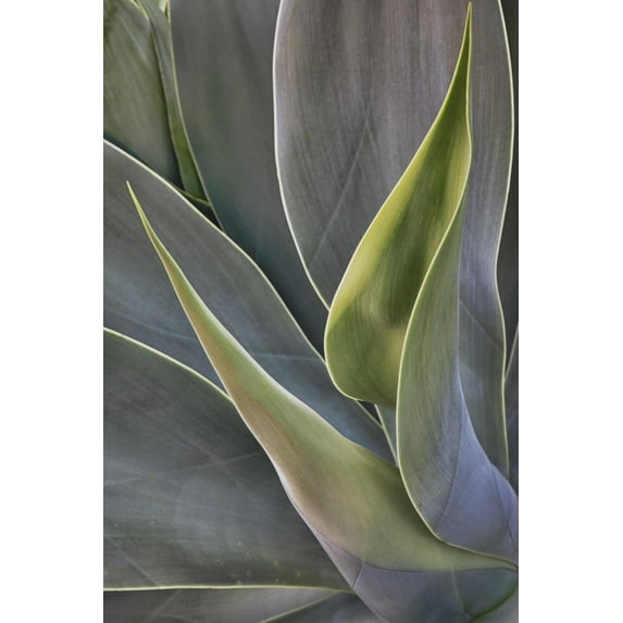 Art.com Agave Plants on the Island of Maui Photographic Print by Terry Eggers, 16" x 24"