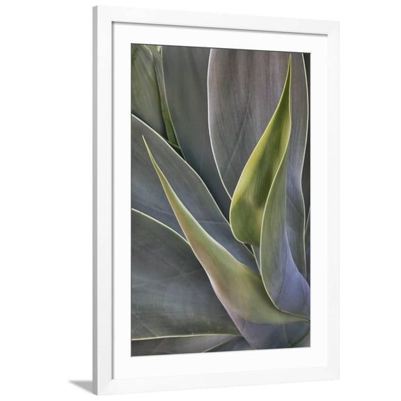 Art.com Agave Plants on the Island of Maui Photographic Print by Terry Eggers, White Frame Wall Art, 32" x 44"