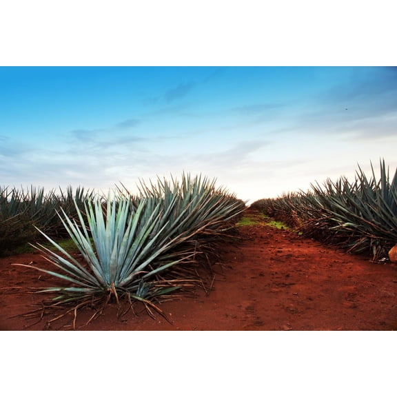 Art.com Agave Tequila Landscape to Guadalajara, Jalisco, Mexico. Photographic Print by Jesus Cervantes, 18" x 12"