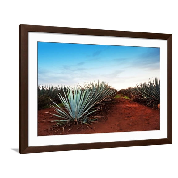 Art.com Agave Tequila Landscape to Guadalajara, Jalisco, Mexico. Photographic Print by Jesus Cervantes, Brown Frame Wall Art, 44" x 32"