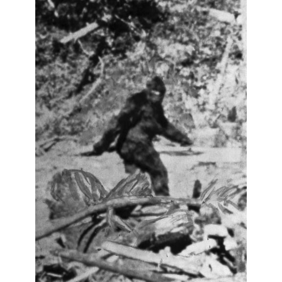 Art.com Alleged Photo of Bigfoot Photographic Print by Bettmann, 12" x 16"