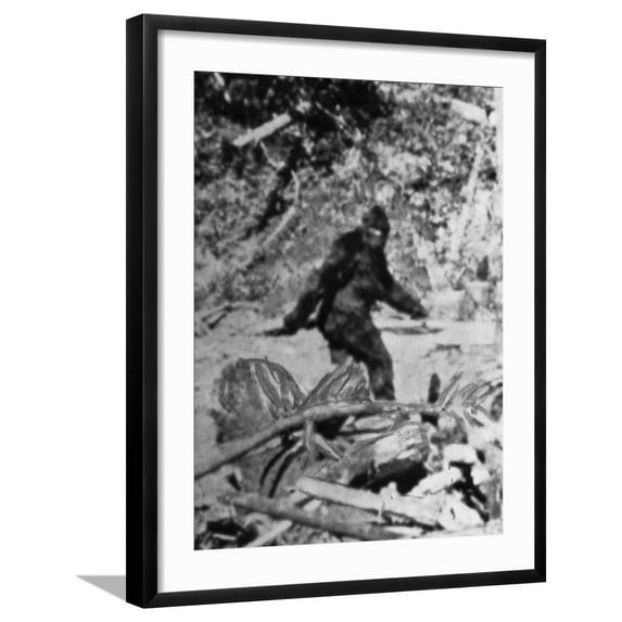 Art.com Alleged Photo of Bigfoot Photographic Print by Bettmann, Black Frame Wall Art, 23" x 29"