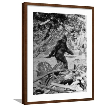 Art.com Alleged Photo of Bigfoot Photographic Print by Bettmann, Brown Frame Wall Art, 23" x 29"