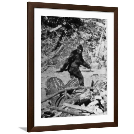 Art.com Alleged Photo of Bigfoot Photographic Print by Bettmann, Brown Frame Wall Art, 32" x 40"