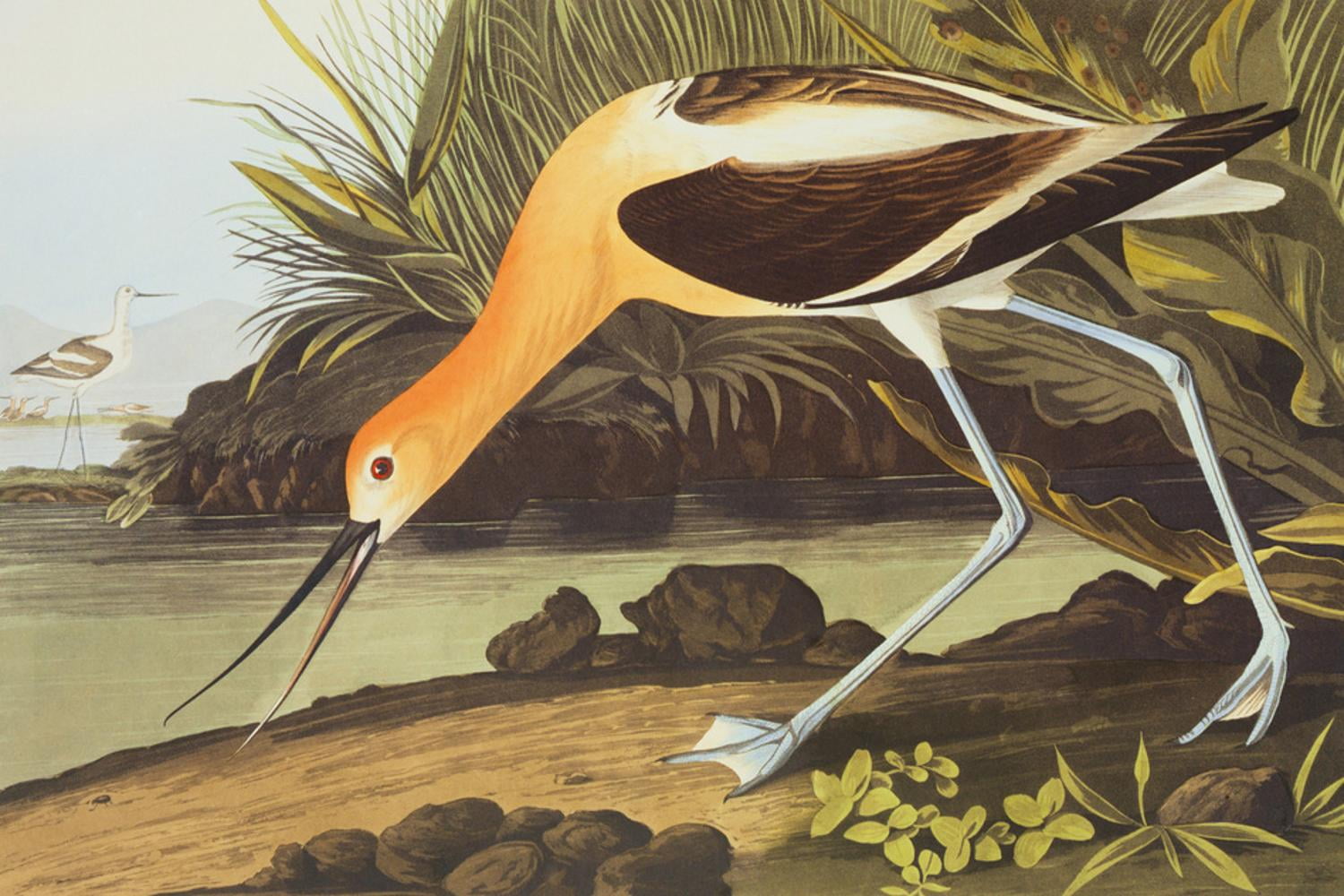 American Avocet Bird Print in Vibrant Colors, 36" x 24"