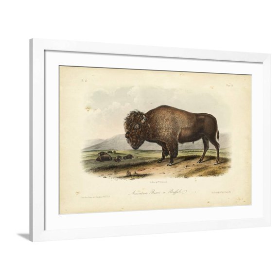Art.com American Bison Art Print by John James Audubon, White Frame Wall Art, 44" x 32"