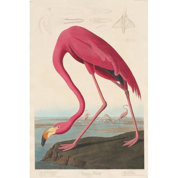 Art.com American Flamingo, 1838 Giclee Print by John James Audubon, 12" x 18"