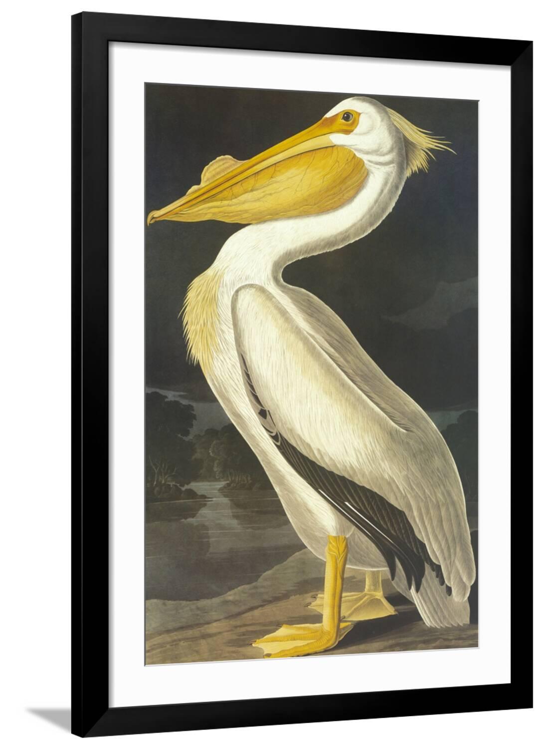Art.com American White Pelican Art Print by John James Audubon, Black ...