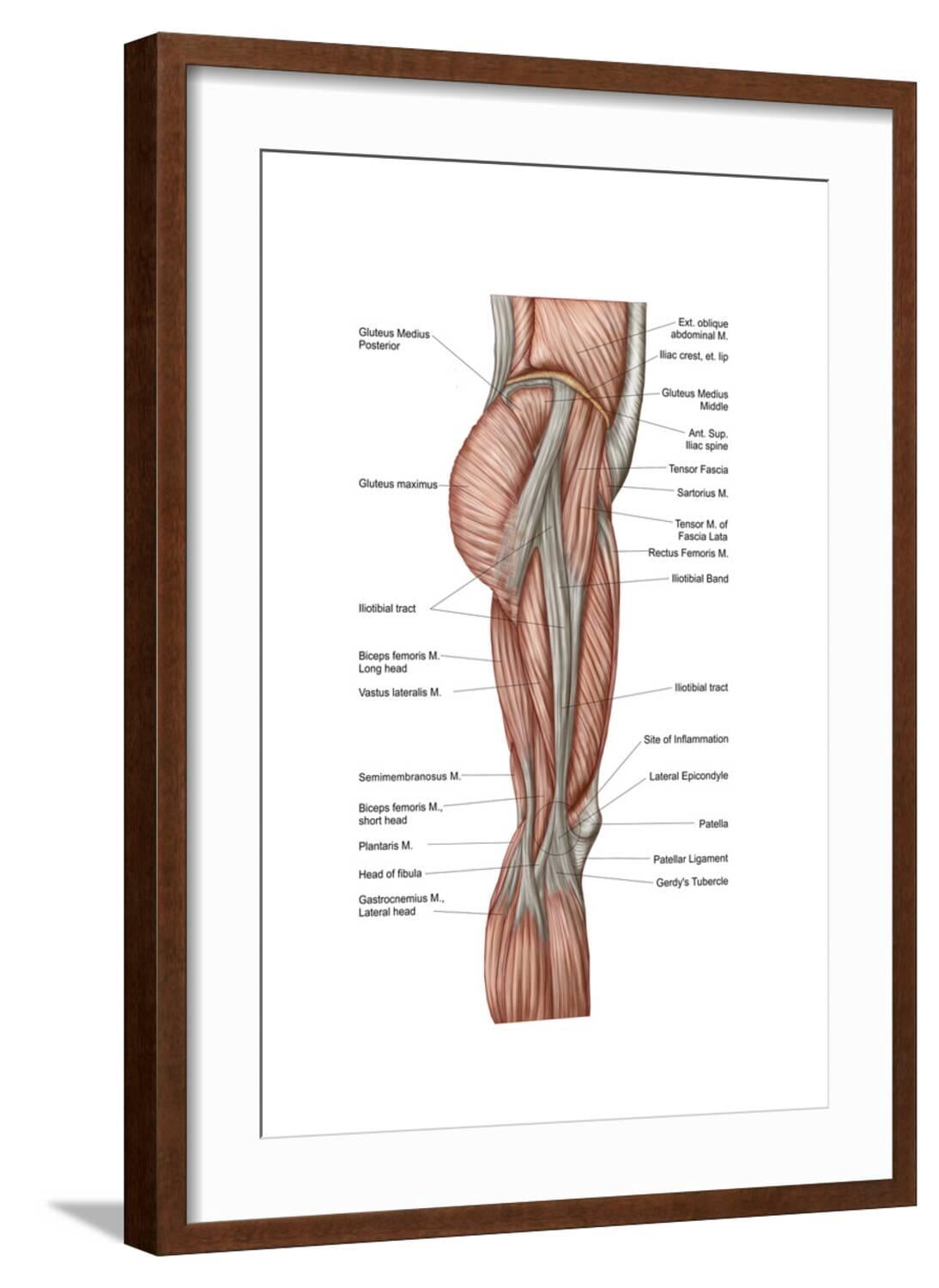 Art.com Anatomy of Human Thigh Muscles, Anterior View Art Print, Brown ...