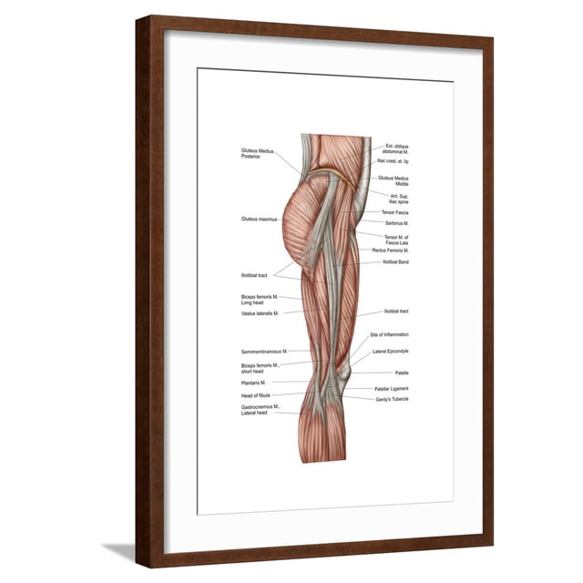 Art.com Anatomy of Human Thigh Muscles, Anterior View Art Print, Brown ...