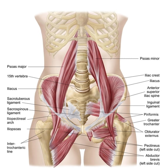 Art.com Anatomy of Iliopsoa, also known as the Dorsal Hip Muscles Art Print, 24" x 24"