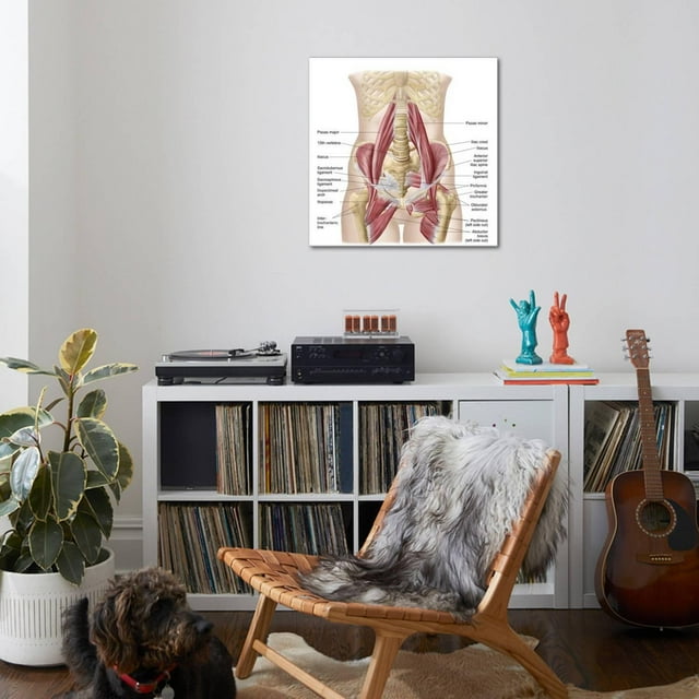 Art.com Anatomy of Iliopsoa, also known as the Dorsal Hip Muscles Stretched Canvas Print Wall Art, 30" x 30"