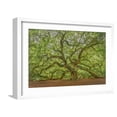 thumbnail image 1 of Art.com Angel Oak Photographic Print by Dennis Goodman, White Frame Wall Art, 23" x 17", 1 of 5