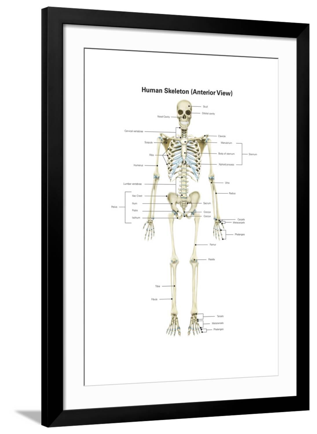 Art.com Anterior View of Human Skeletal System, with Labels Art Print ...