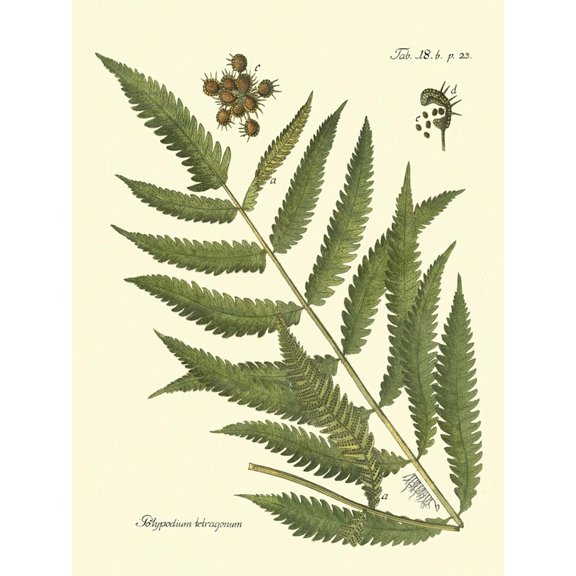 Art.com Antique Fern II Art Print by Vision Studio, 12" x 16"