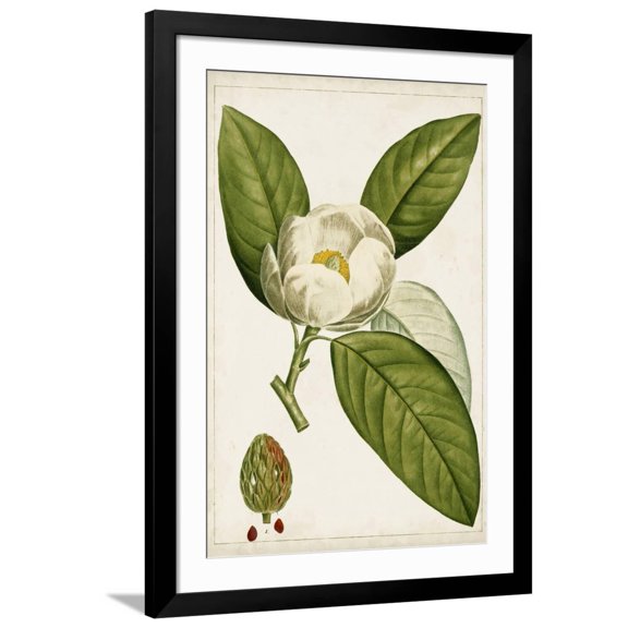 Art.com Antique Flowering Trees II Art Print, Black Frame Wall Art, 32" x 44"