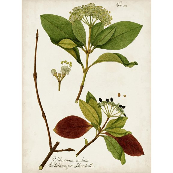 Art.com Antique Greenery II Art Print, 12" x 16"