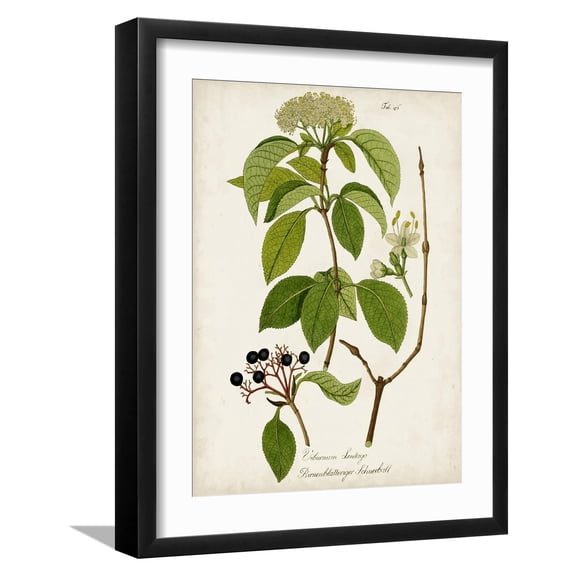 Art.com Antique Greenery IV Art Print, Black Frame Wall Art, 17" x 21"