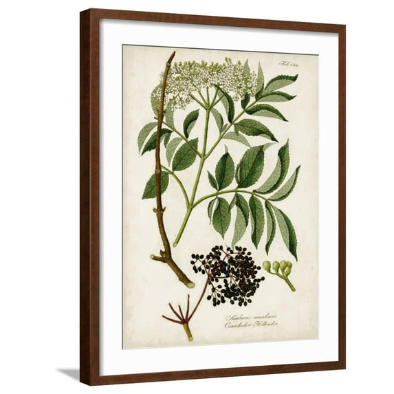 Art.com Antique Greenery V Art Print, Brown Frame Wall Art, 23" x 29"